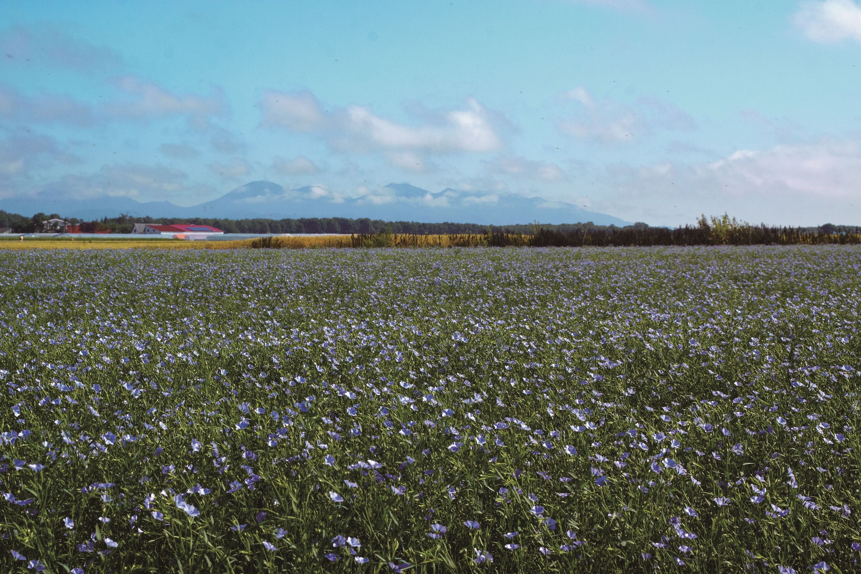 麻亜畑（北海道当別町）