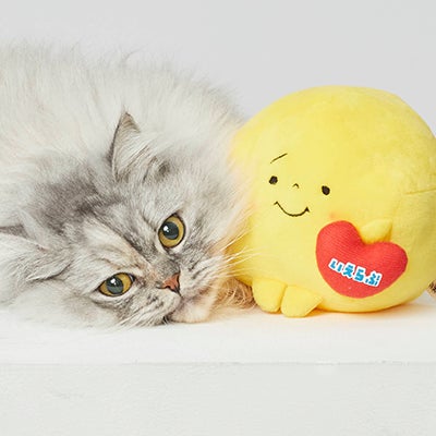 ニャンフルエンサー トゥンカロン氏、いえらぶGROUPのCCC就任で不動産業界支援へ ニャンフルエンサー トゥンカロン氏、いえらぶGROUPのCCC就任で不動産業界支援へ