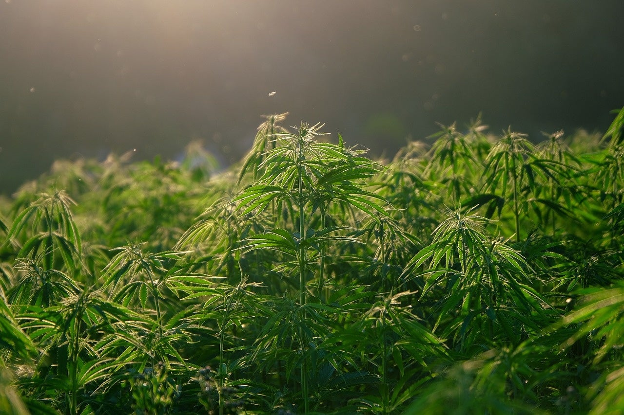 HEMP