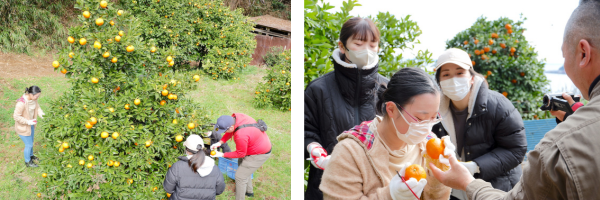 だいだいの収穫をする石舟庵メンバー（左）　　　　　　　　岡野谷さんとの交流（右）