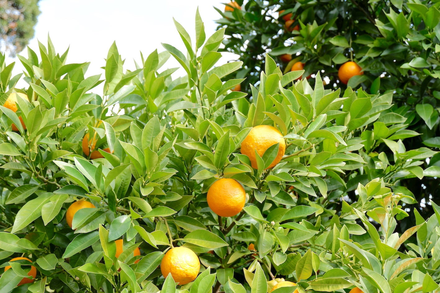 岡野谷さんが栽培するだいだい