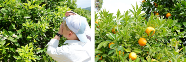 だいだいの花を観察する代表高木（左）　　　　　　　　橙色に色づくだいだいの実（右）