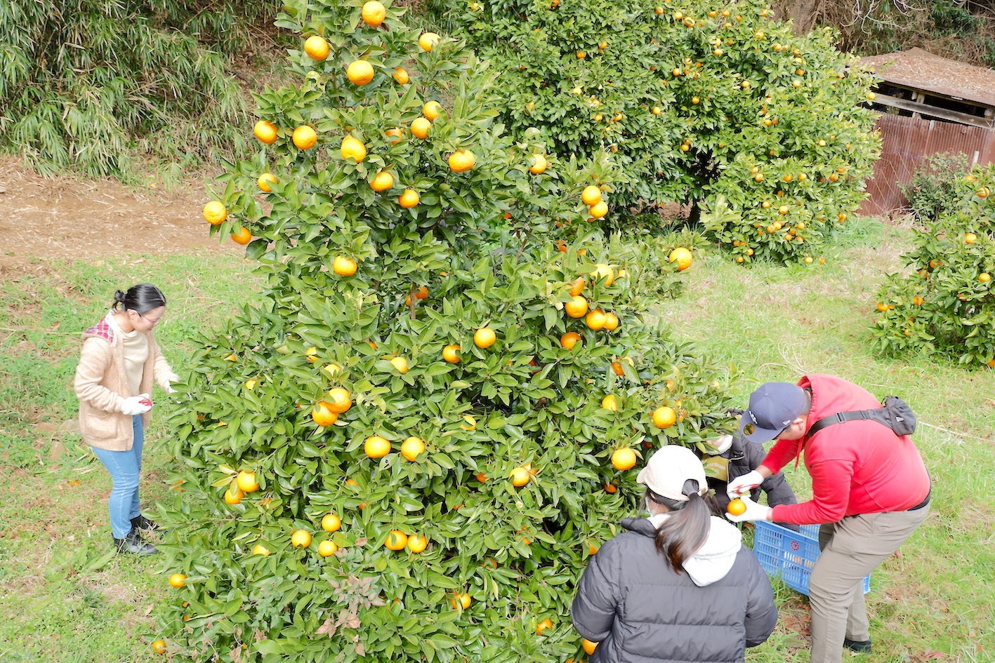 収穫体験の風景