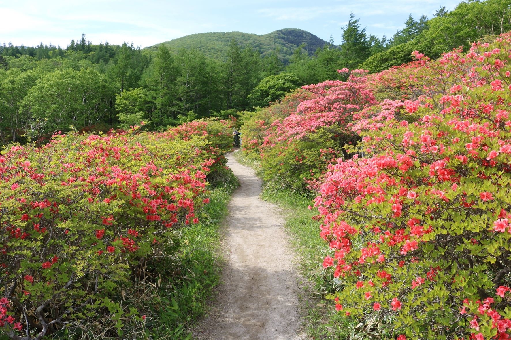 朱色のかわいらしい花が登山者をお迎えします