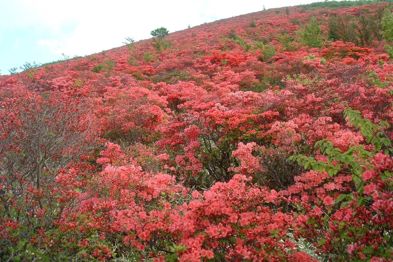 赤坂峠登山口から中腹にかけて無数のツツジが登山らを出迎えます