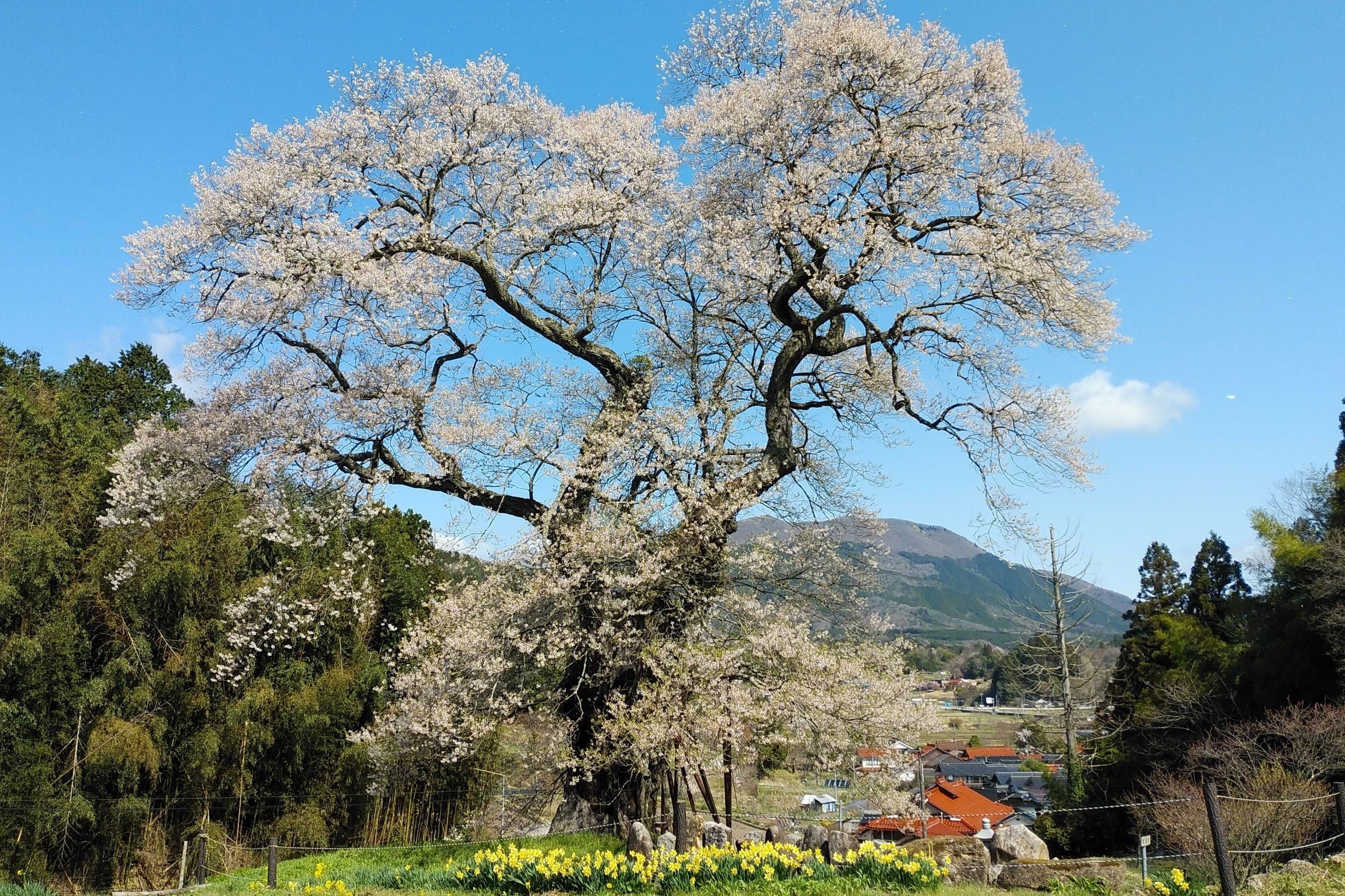 小奴可の要害桜