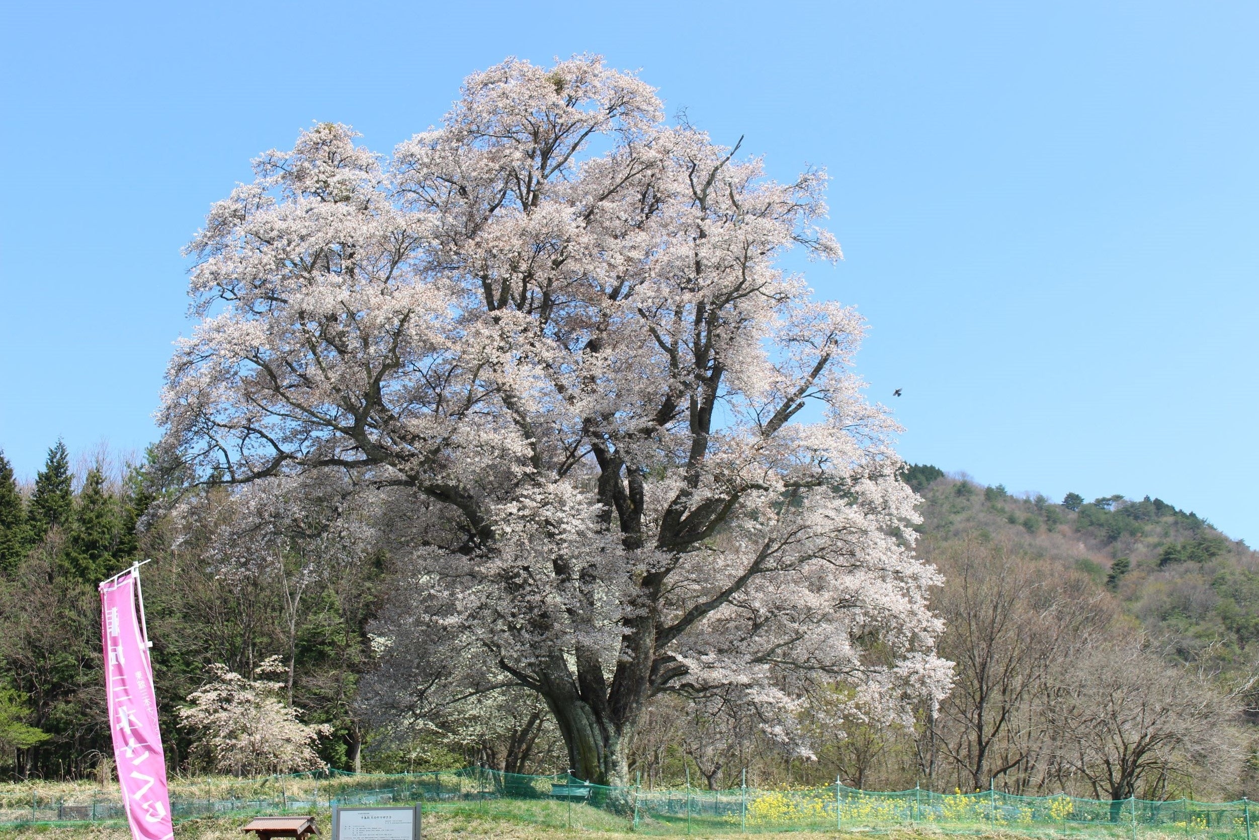 千鳥別尺のヤマザクラ