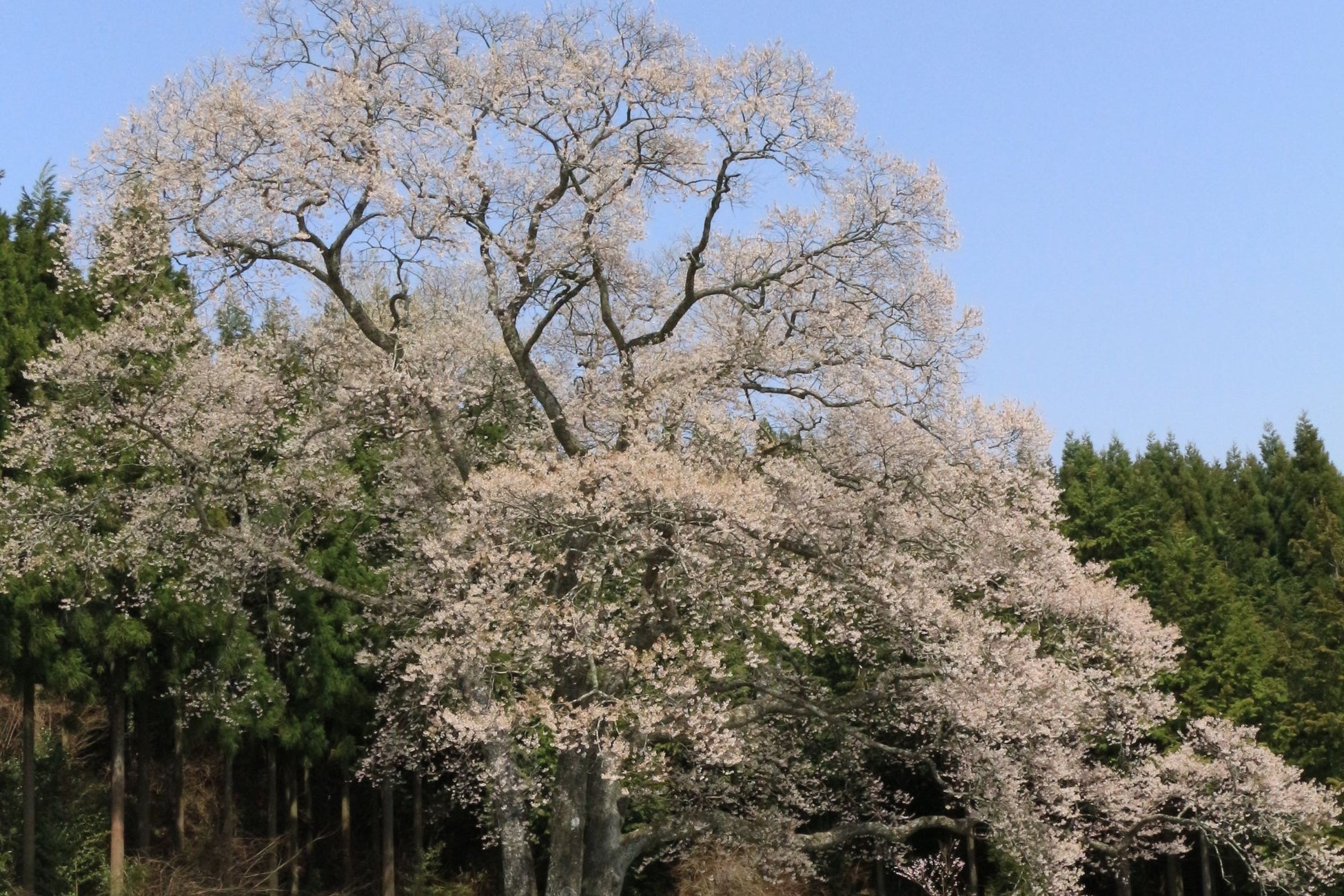 森湯谷のエドヒガン