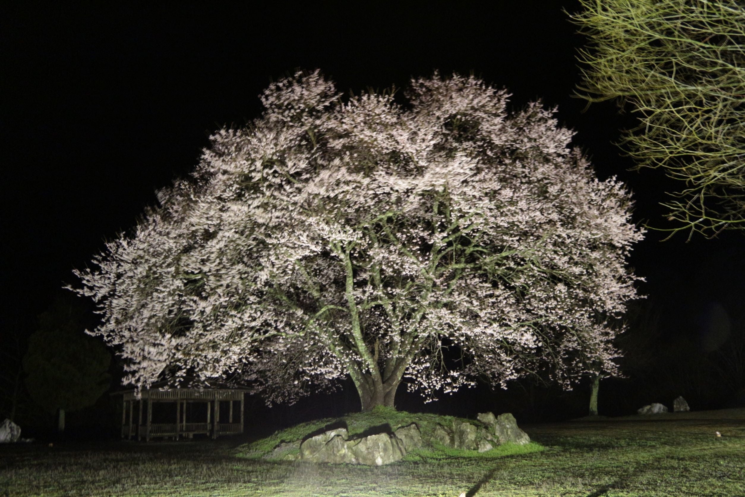 休暇村園地のライトアップされた幻想的な夜桜