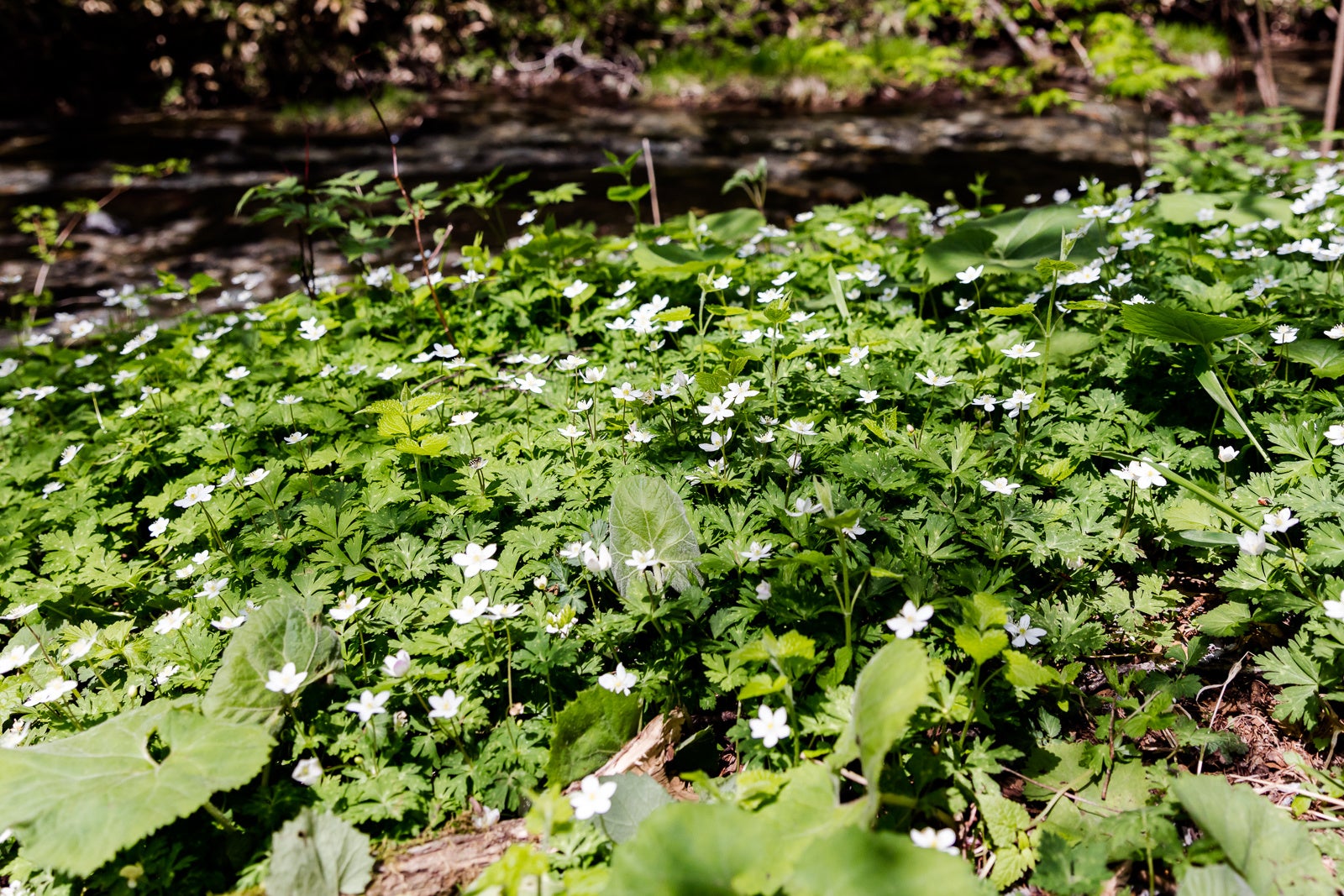 上高地に咲くニリンソウ
