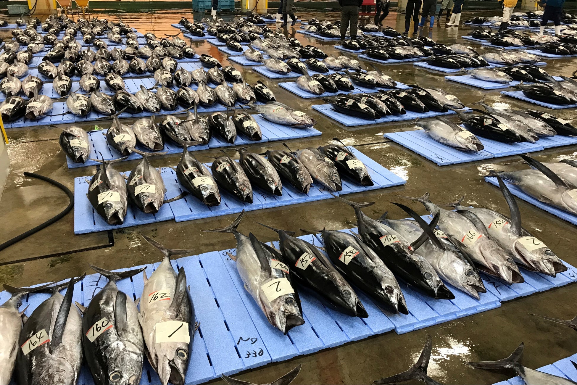 勝浦港に水揚げされた生まぐろ