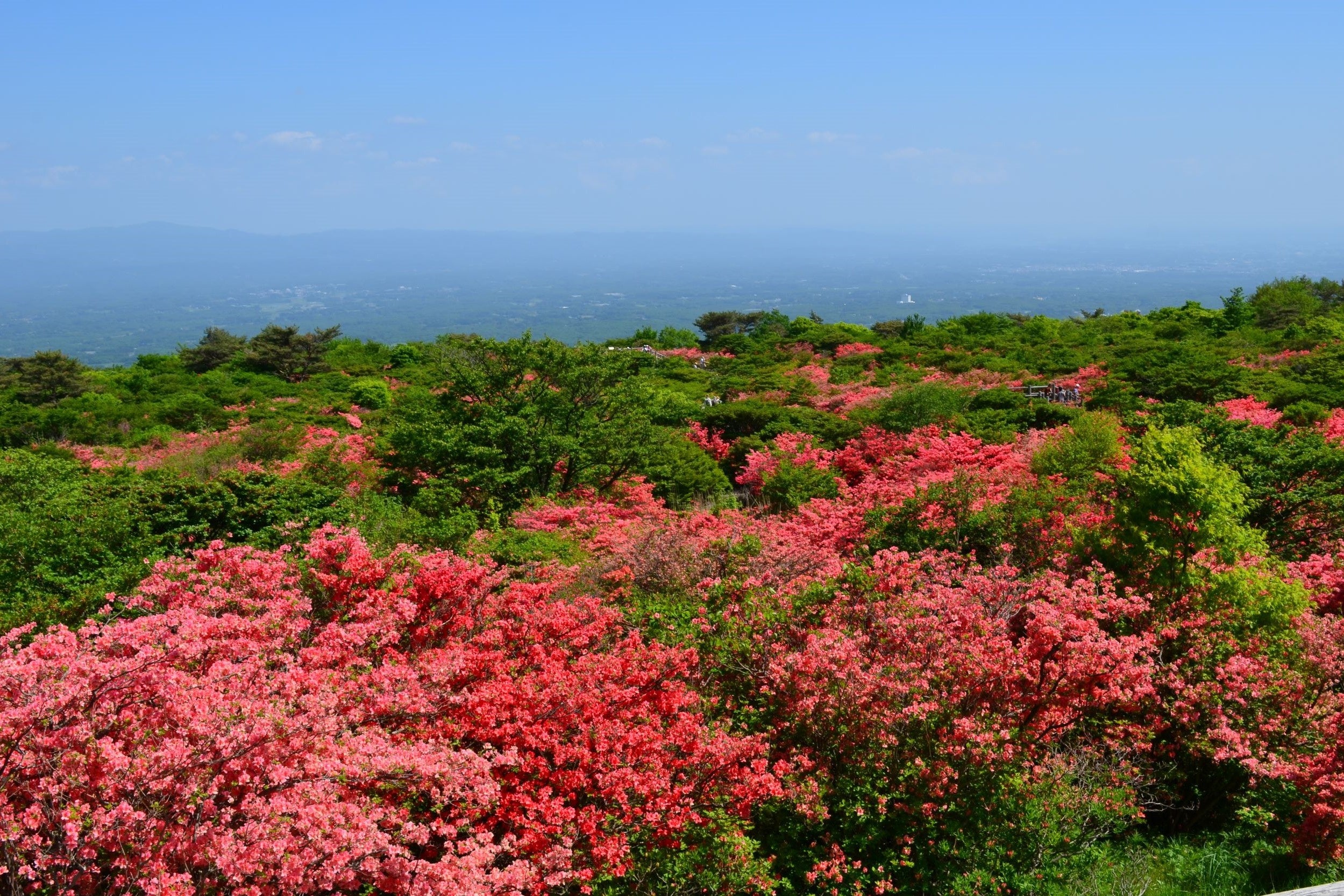 山ツツジ 新緑、澄みわたる空と20万本ものつつじの朱色が映える絶景！手ぶらで愉