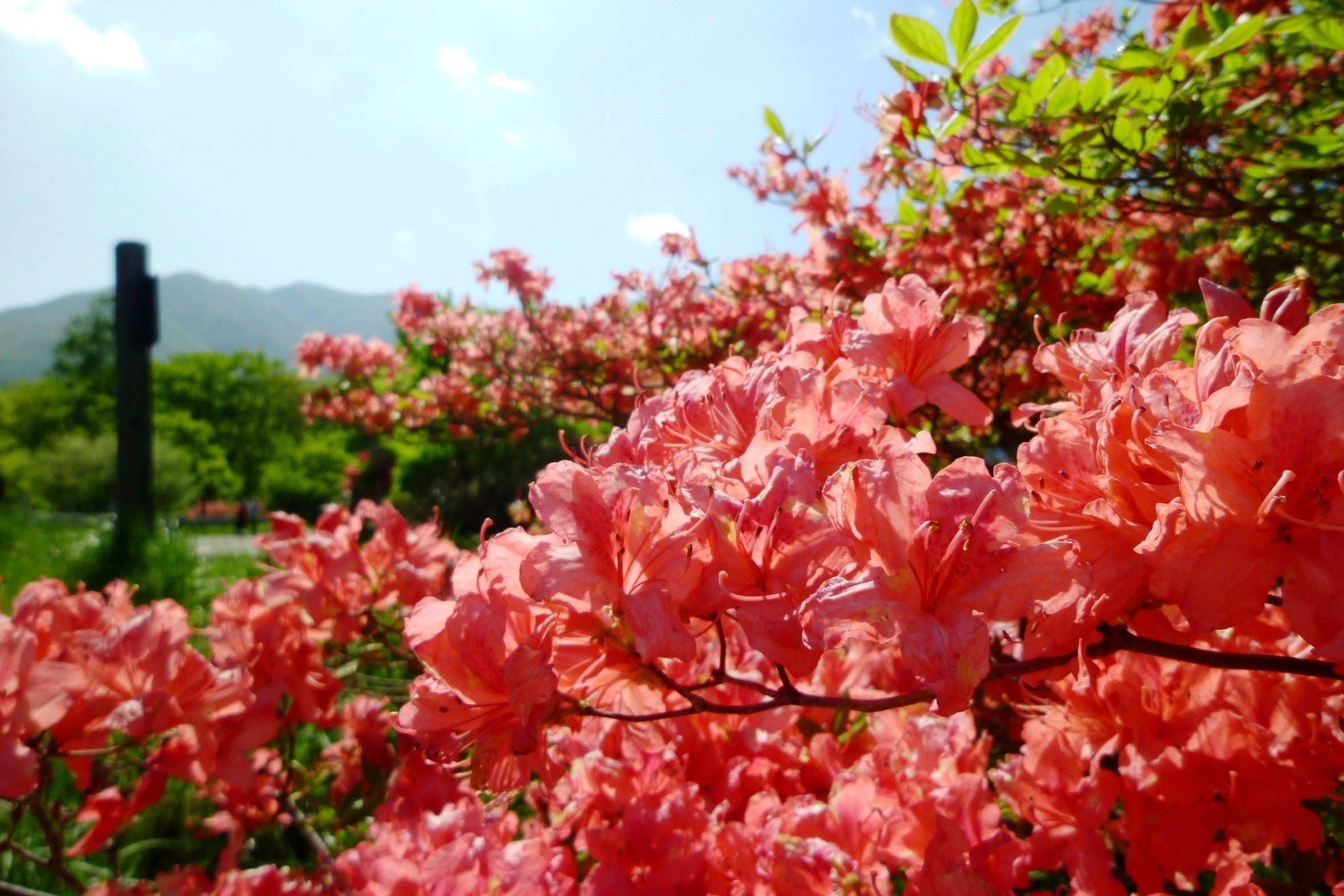 花が筒状になって咲くから「ツツジ」、花が次々に連なり咲くから「続き（つづき）」など、諸説あります