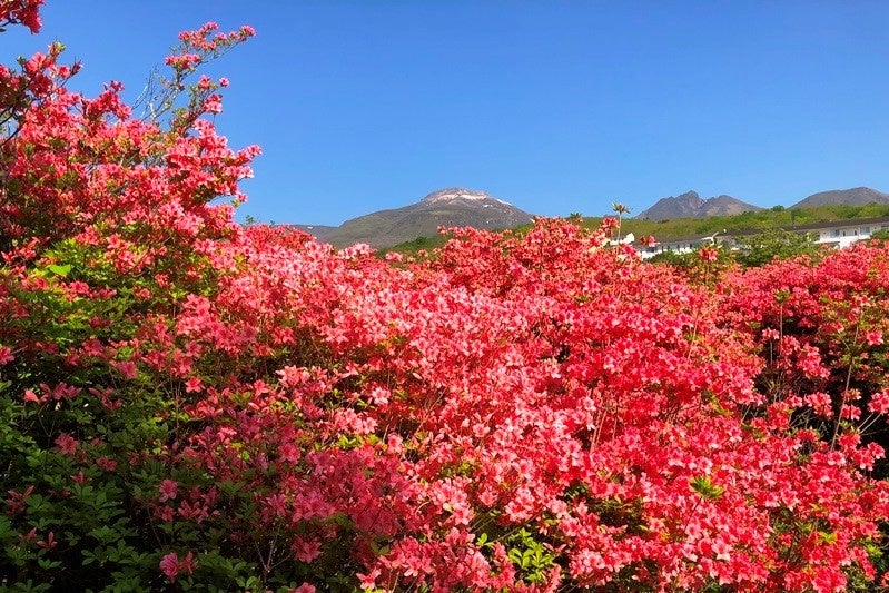 新緑 澄みわたる空と万本ものつつじの朱色が映える絶景 手ぶらで愉しめる つつじdeさんぽ にご案内 自然にときめくリゾート 休暇村のプレスリリース 新緑 澄みわたる空と万本ものつつじの朱色が映える絶景 手ぶらで愉しめる つつじdeさんぽ にご案内 自然にときめくリゾート 休暇村のプレスリリース