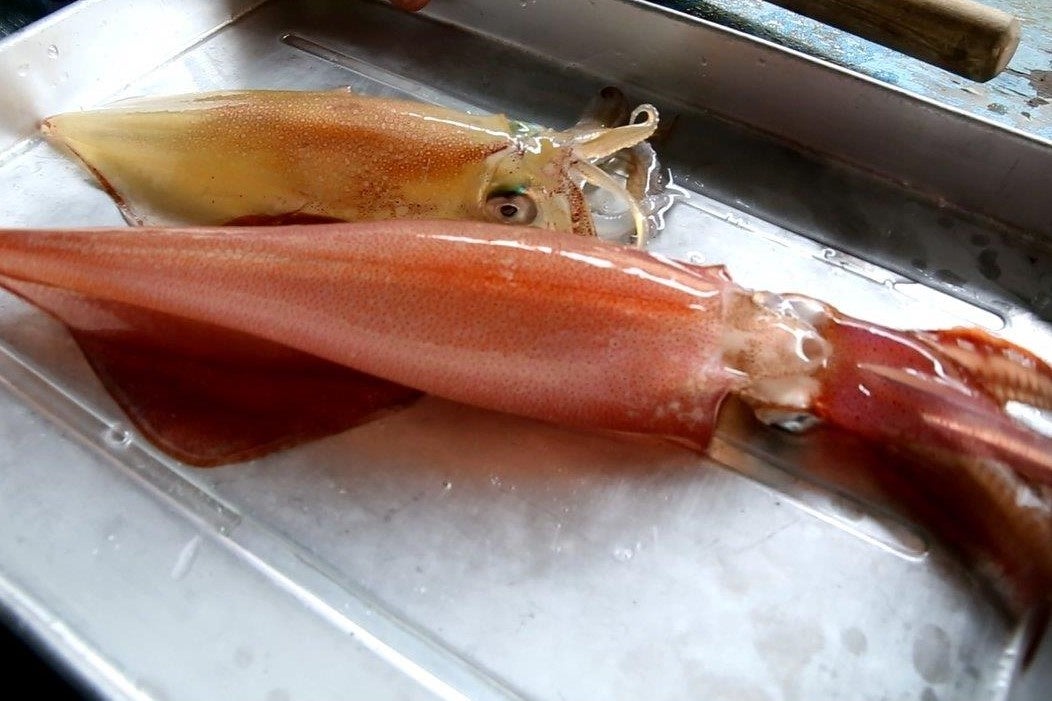 烏賊は怒る（ストレスを感じる）と赤くなる