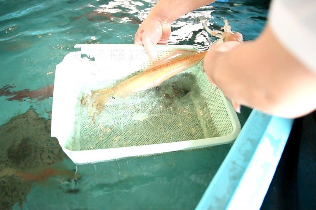 生簀で鮮度そのまま。