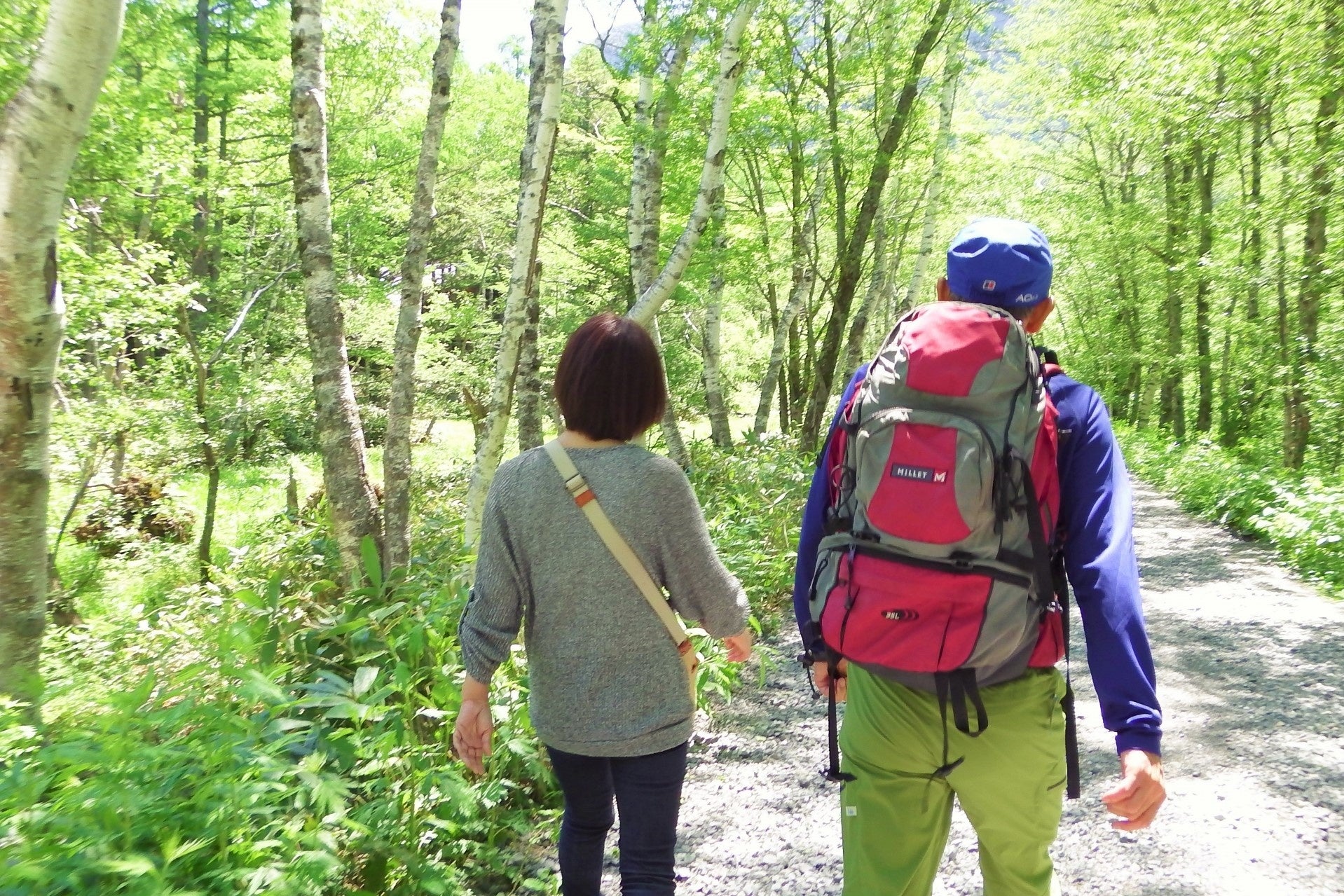 新緑が眩しい原生林の森をウォーキング