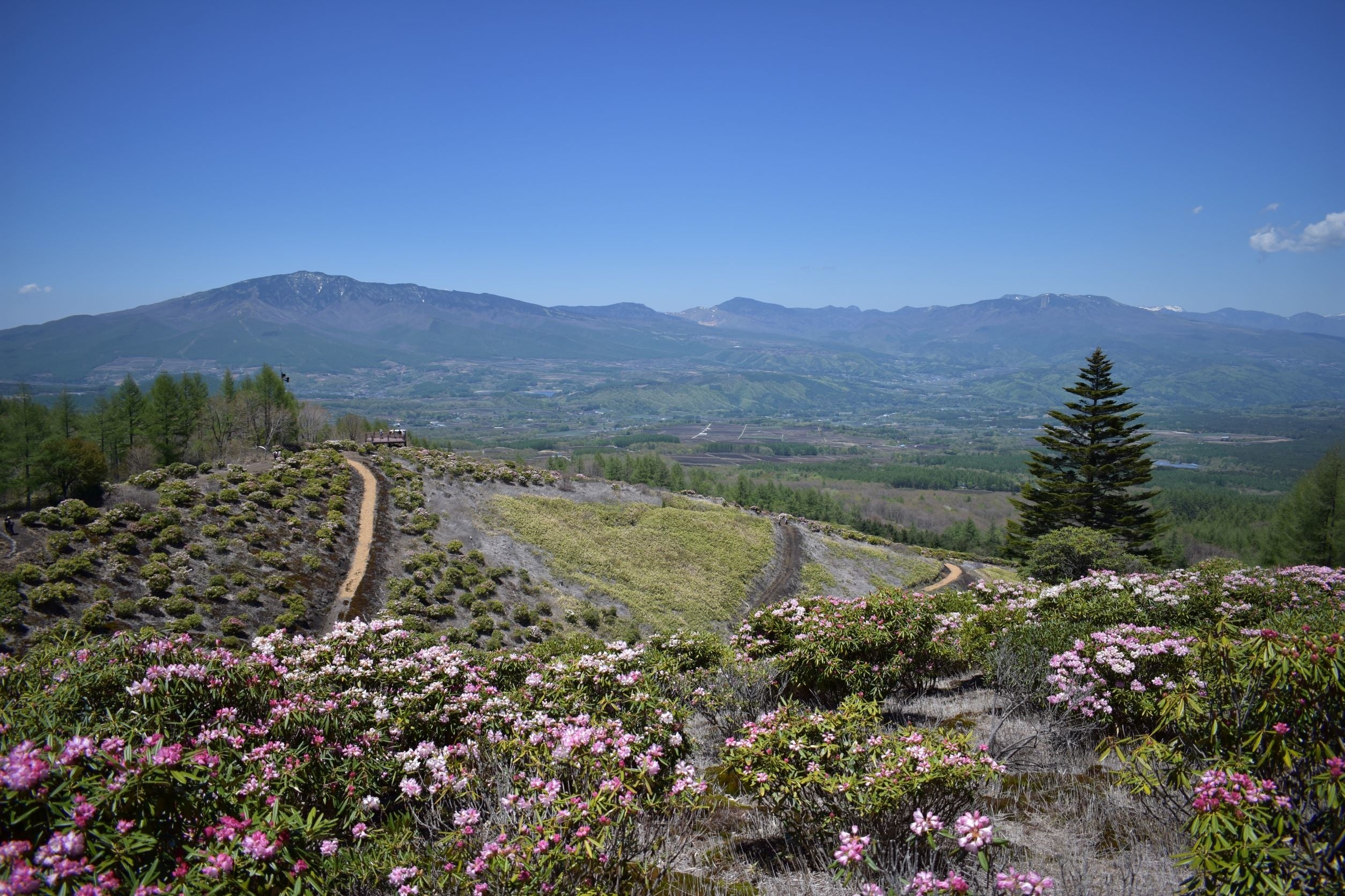 東京ドーム１０個分の敷地に花畑が広がります