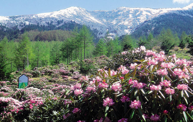 種から育てたシャクナゲ１５万株が見ごろ 浅間高原シャクナゲ園 が３年ぶりに開園 天空に咲く高嶺の花 ５月１１日からは 浅間高原シャクナゲ園まつり も開催 自然にときめくリゾート 休暇村のプレスリリース