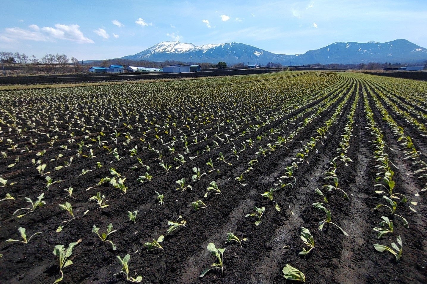 キャベツの定植がはじまった嬬恋村　奥に見える 浅間山の中腹に「シャクナゲ園」があります