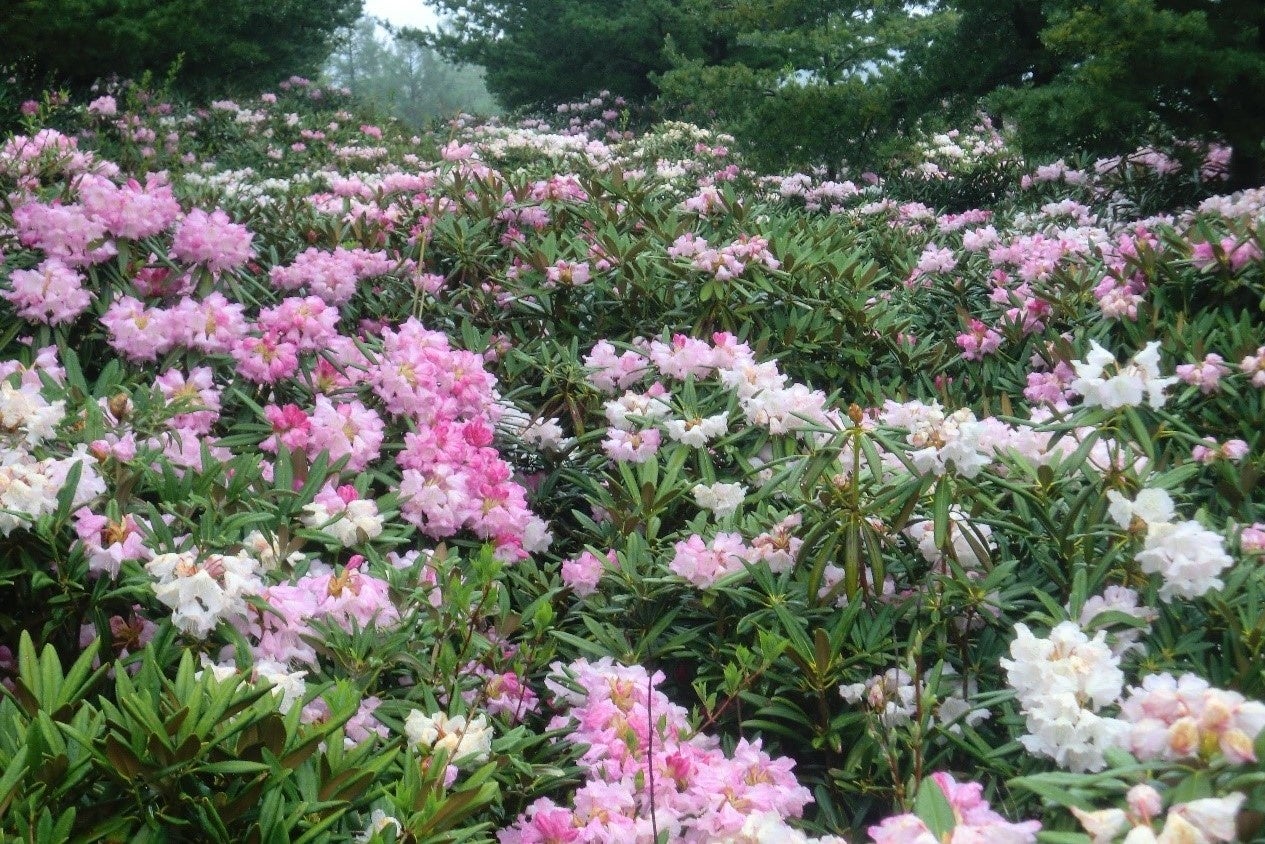15万株ものシャクナゲが植えられています