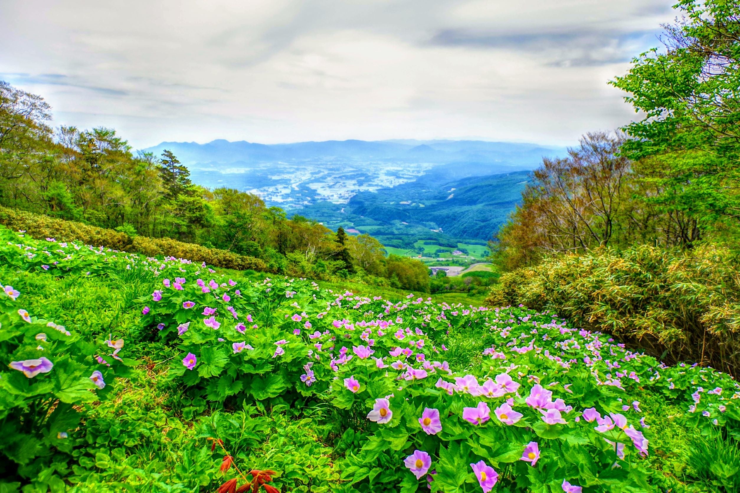 網張温泉スキー場第3リフト乗り場周辺に咲く「シラネアオイ」