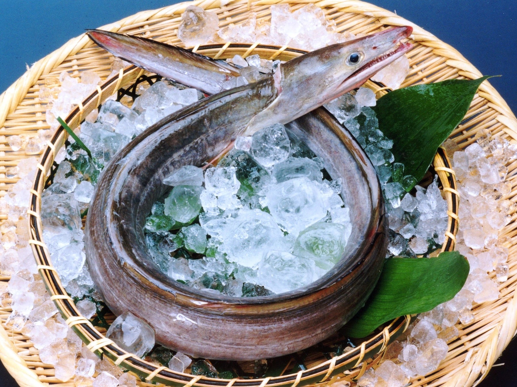 これを食べなきゃ夏じゃない 関西の夏の風物詩 鱧 はも 淡路島のブランド食材 べっぴん鱧 を思う存分フルコースで 休暇村南淡路 淡路島 はも三昧 5月21日より提供 自然にときめくリゾート 休暇村のプレスリリース これを食べなきゃ夏じゃない 関西の夏の風物詩 鱧 はも 淡路島のブランド食材 べっぴん鱧 を思う存分フルコースで 休暇村南淡路 淡路島 はも三昧 5月21日より提供 自然にときめくリゾート 休暇村のプレスリリース