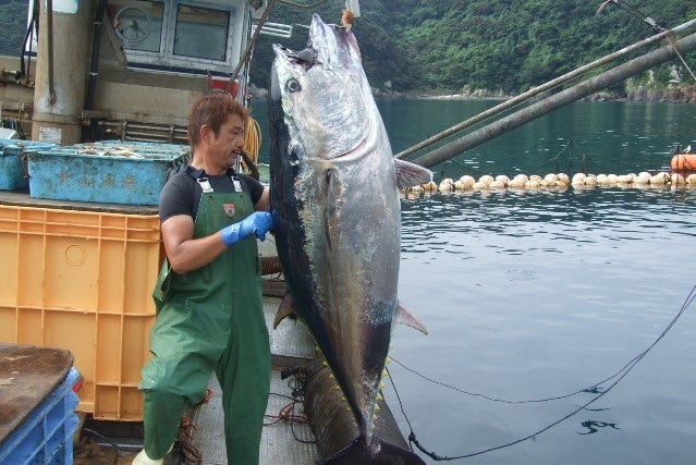 30か月以上かけて養殖される「だてまぐろ」