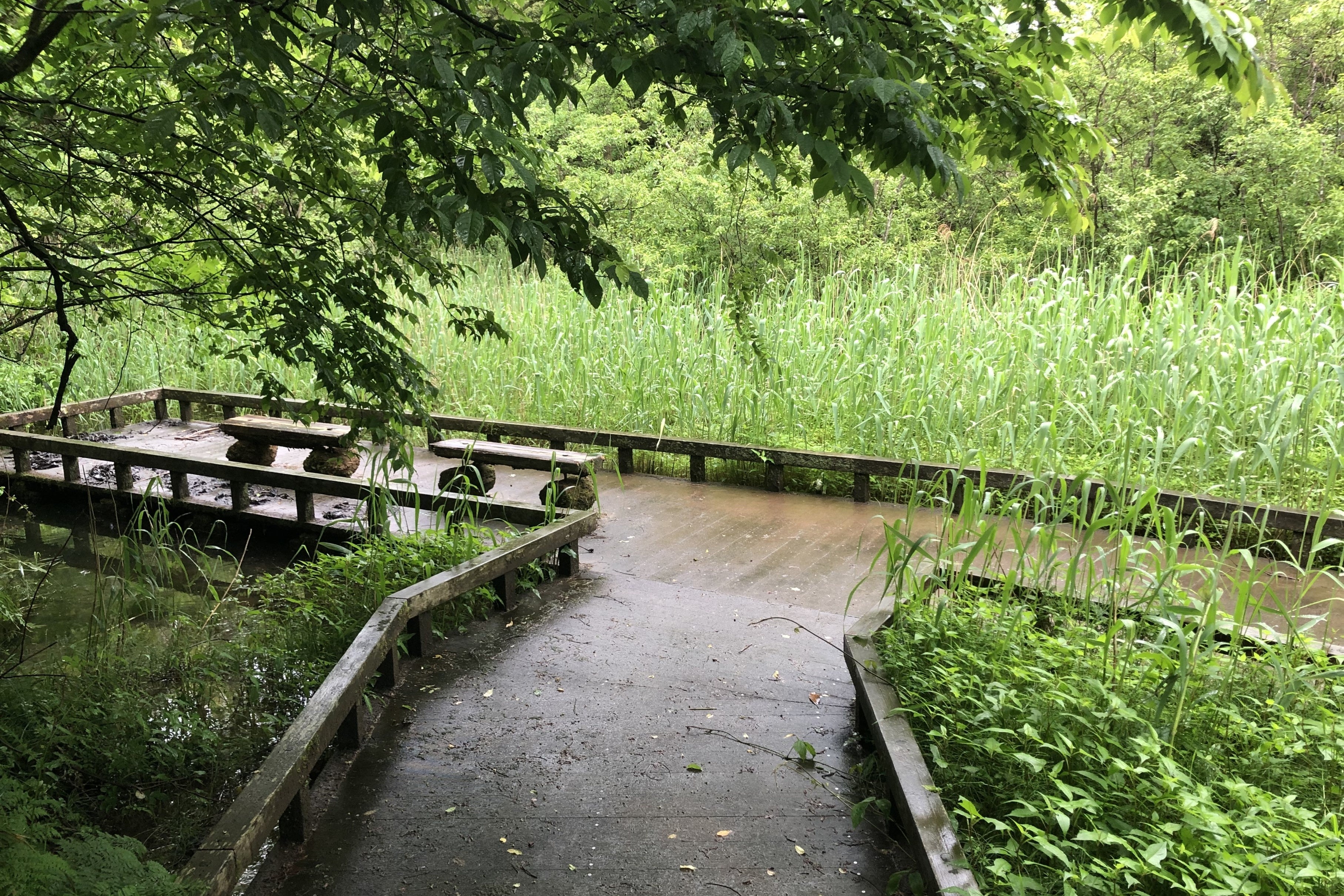 木の遊歩道が整備されたビオトープ