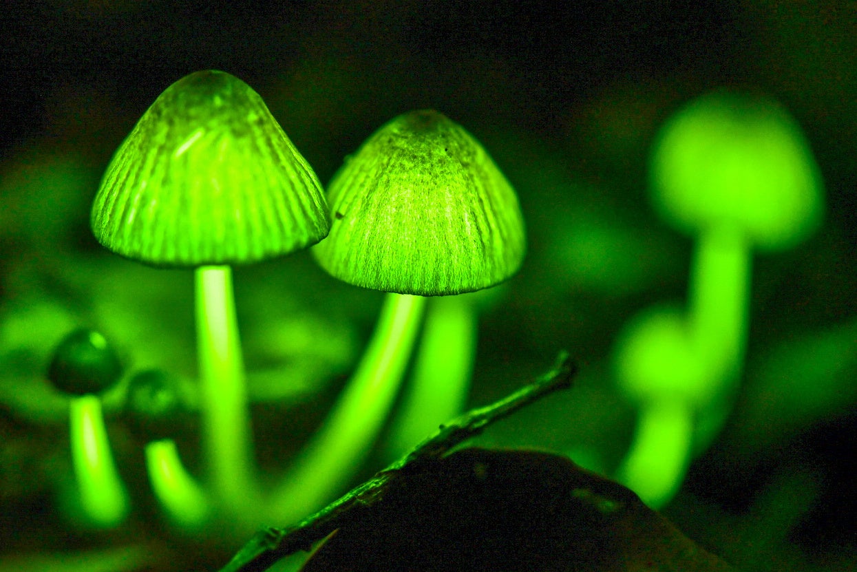 シイノトモシビタケ