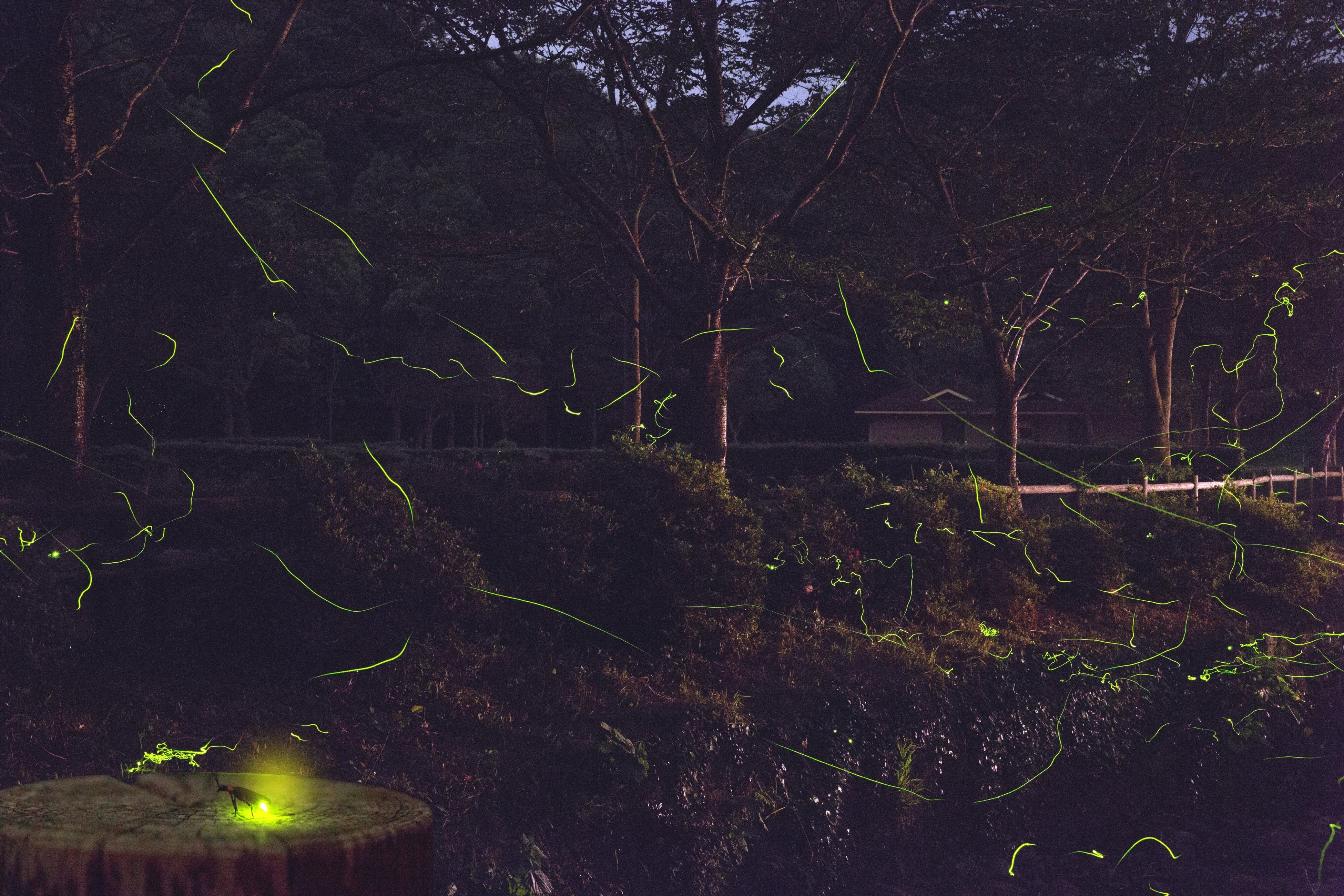 毎年好評の「ホタル観賞ツアー」