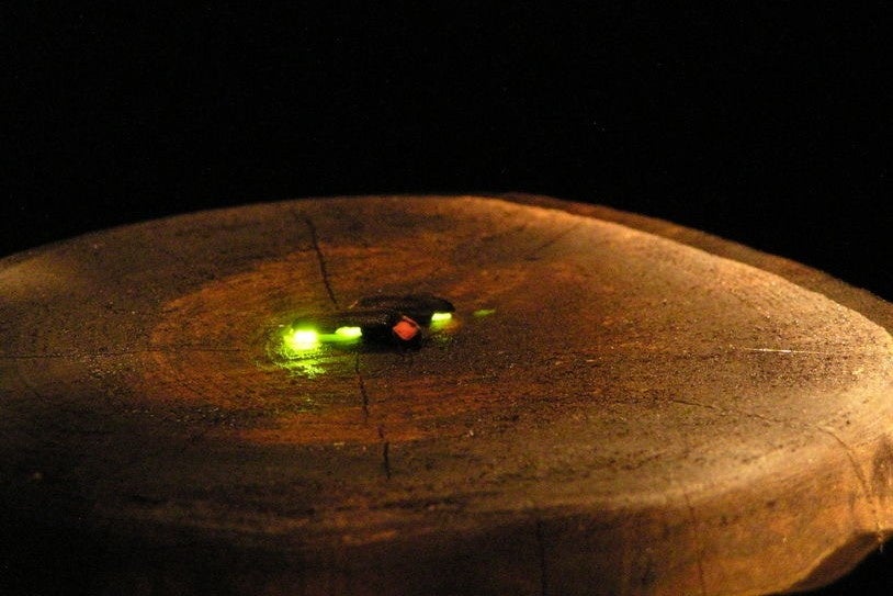 ２種類のホタルを見ることができる