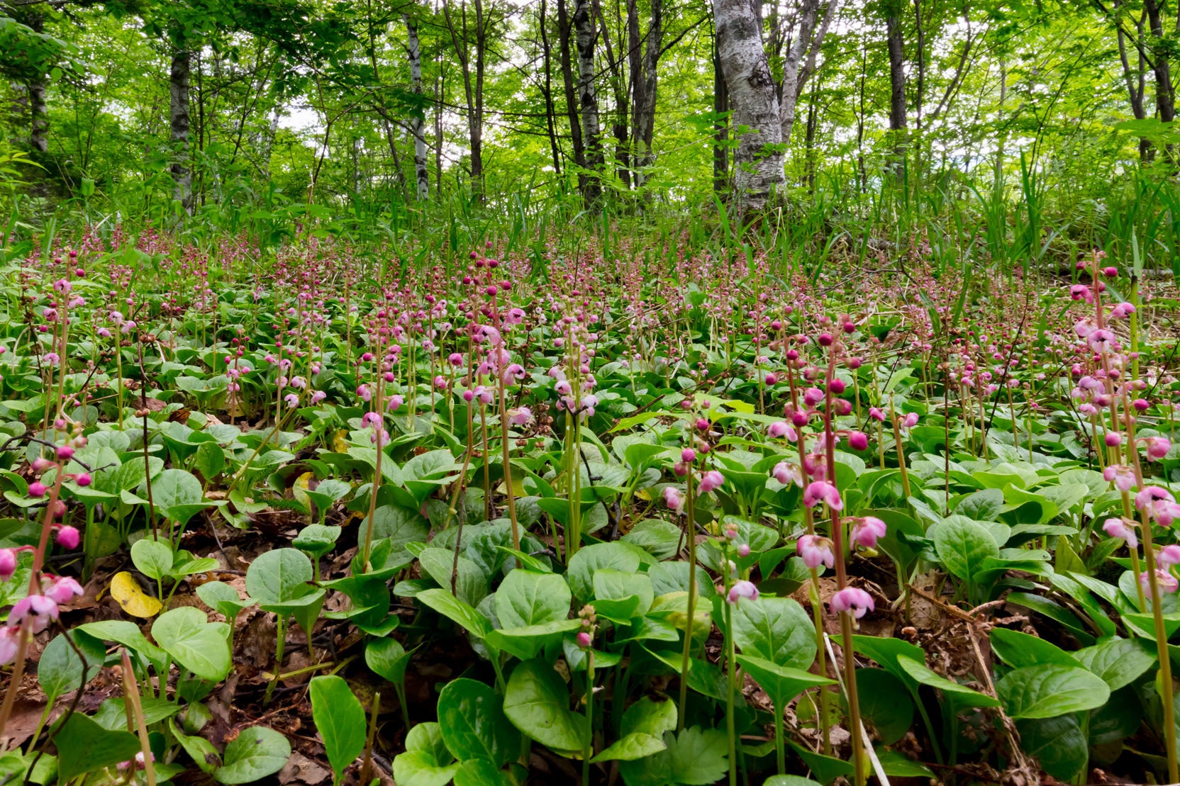 牛留池周辺では６月中旬ベニバナイチヤクソウが咲き誇ります