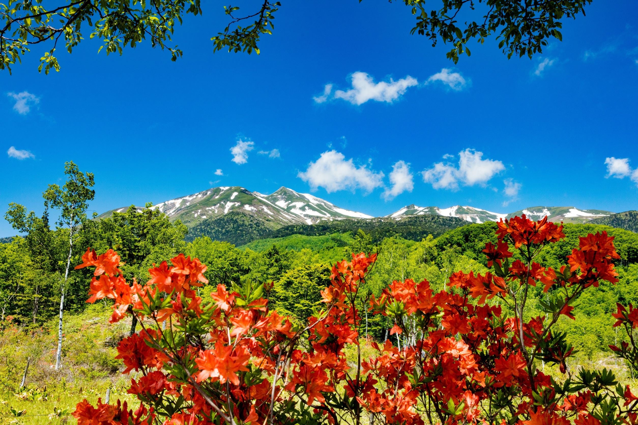 一の瀬園地の燃えるようなオレンジ色のレンゲツツジ群落は、松本市の特別名勝になっています 