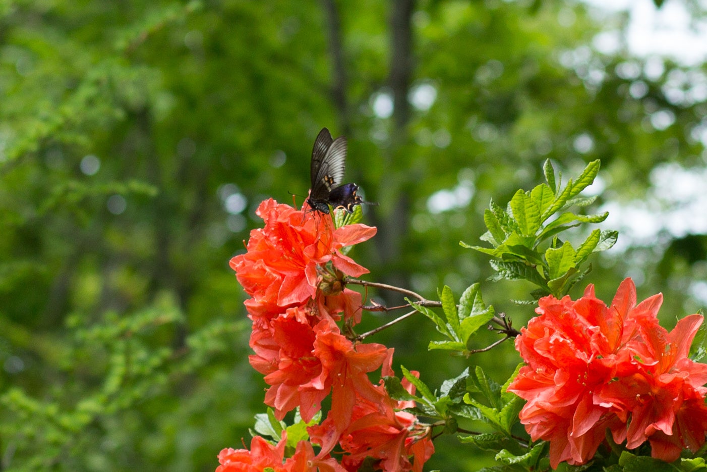 赤いレンゲツツジにはミヤマカラスアゲハもよく訪れます