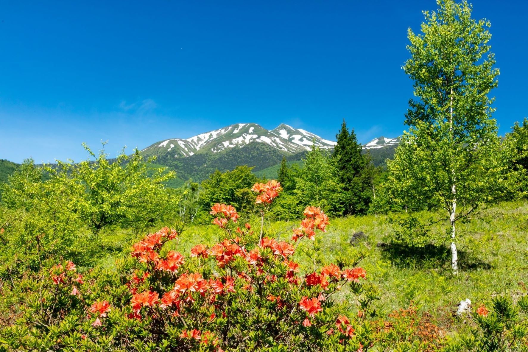 新緑の緑とオレンジ色のレンゲツツジに白樺のコントラストが素敵です