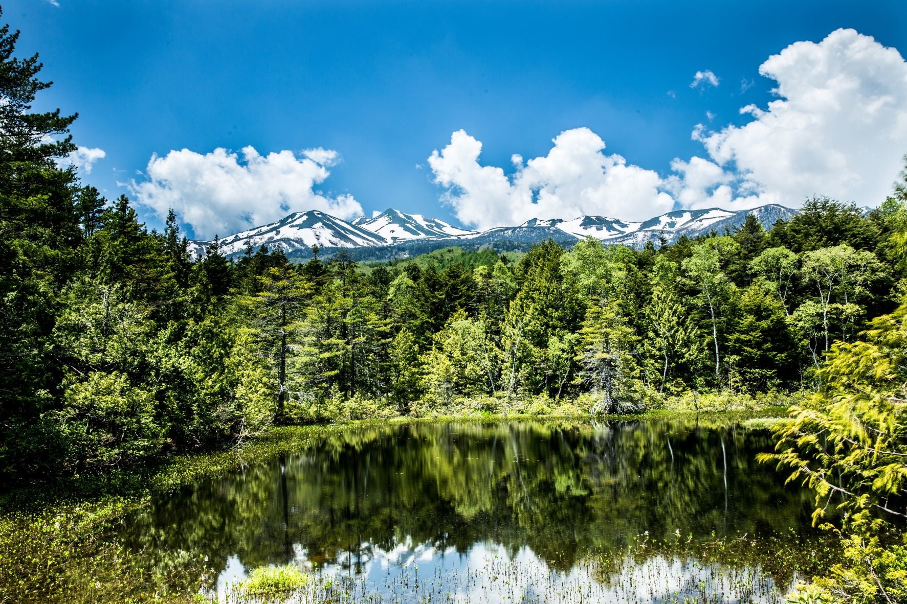 周囲を原生林に囲まれた牛留池は乗鞍岳を正面に望むことができるビュースポットになています