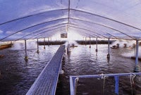 きれいな浄水で育てられています