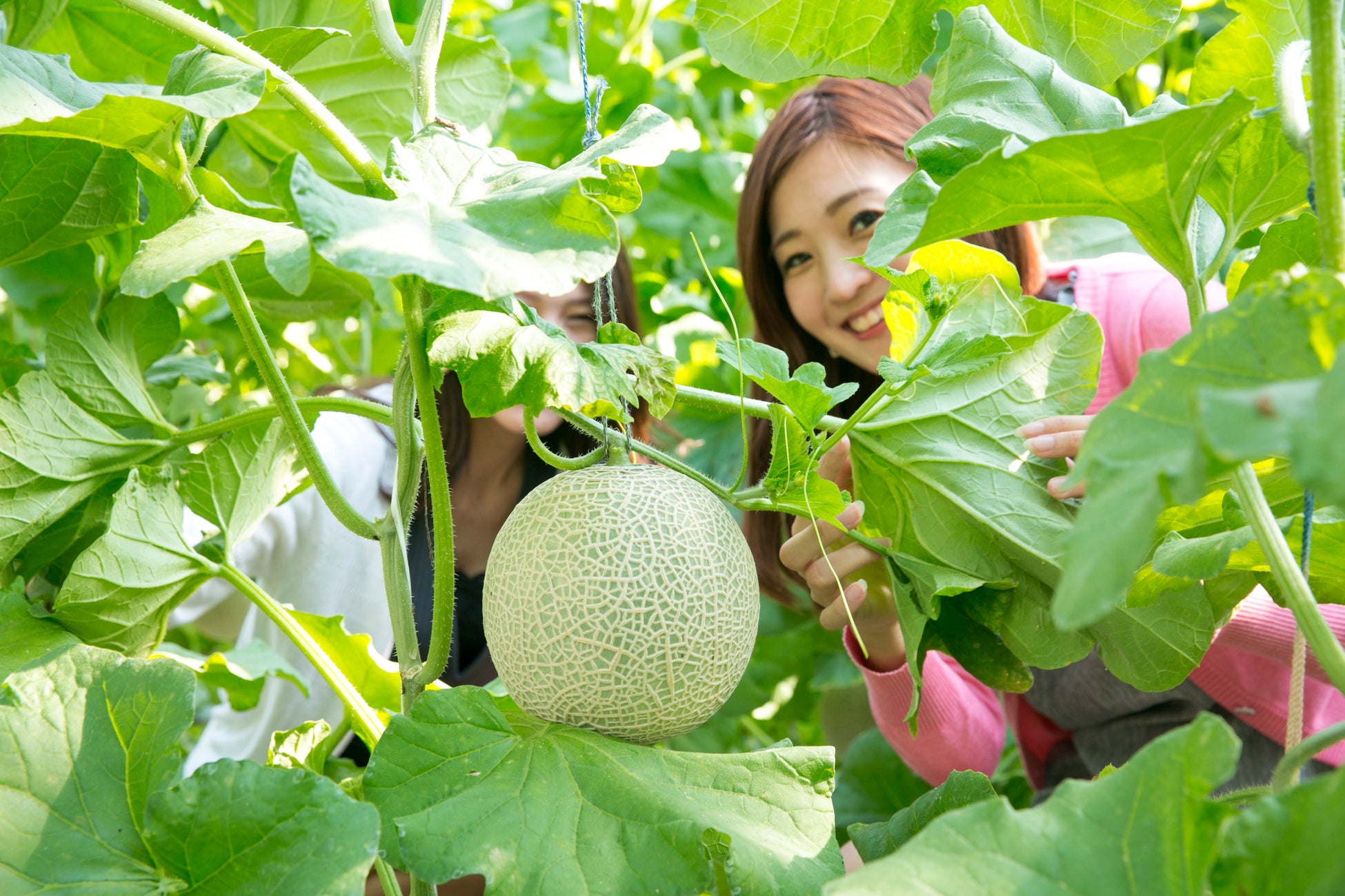 収穫したメロンはお土産に