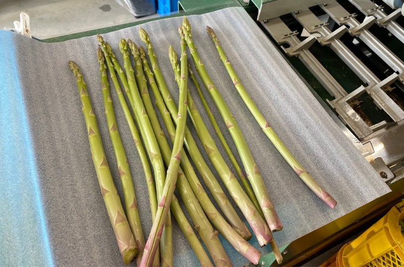 通常店頭に並ぶアスパラガスの２倍以上の長さ