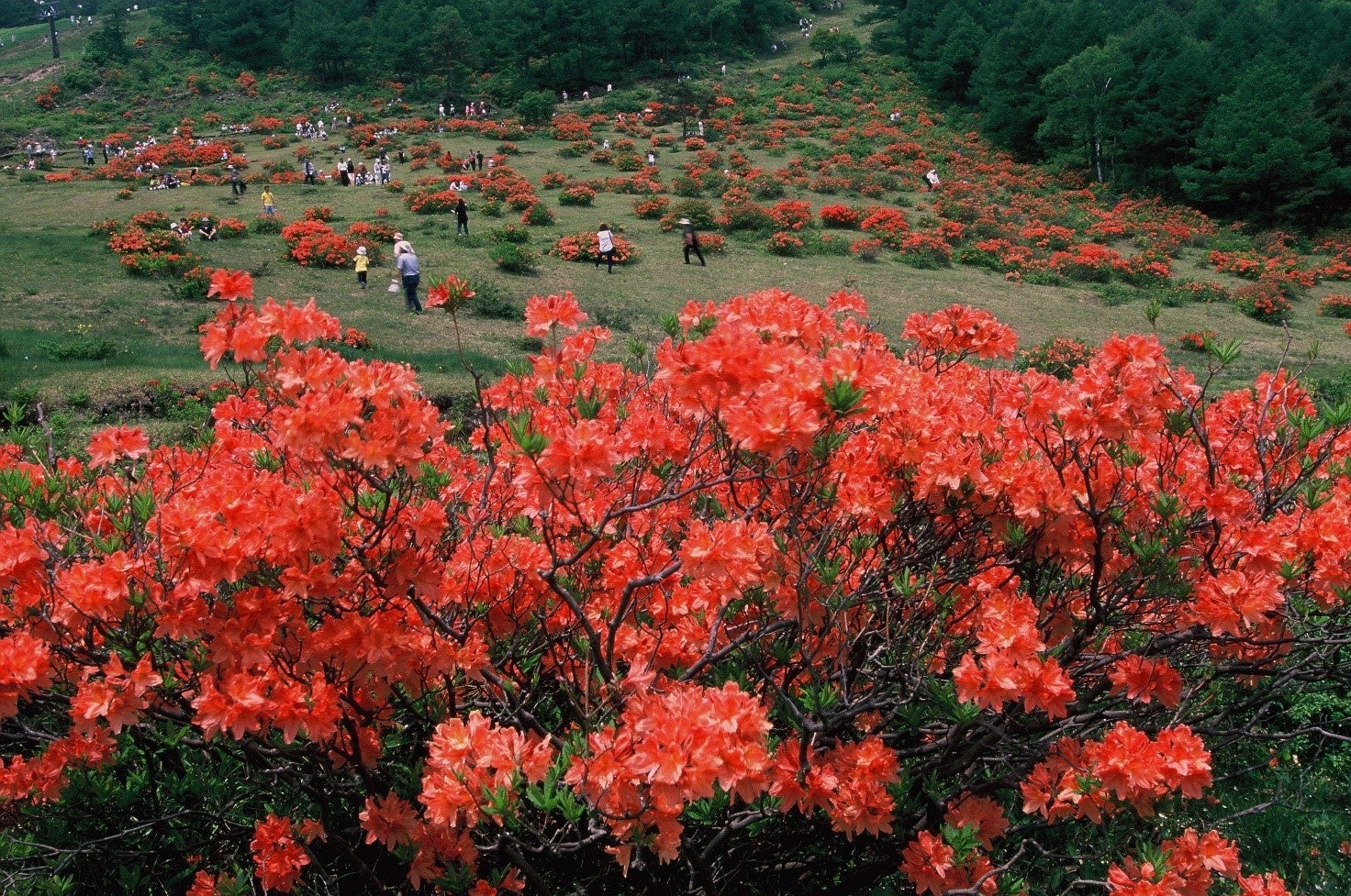 浅間連峰西側の 花高原 湯の丸高原のレンゲツツジ がまもなく見頃に 休暇村嬬恋鹿沢では 朱色の絶景が広がる別天地の ガイドウォーク を実施します 自然にときめくリゾート 休暇村のプレスリリース 浅間連峰西側の 花高原 湯の丸高原のレンゲツツジ がまもなく見頃に 休暇村嬬恋鹿沢では 朱色の絶景が広がる別天地の ガイドウォーク を実施します 自然にときめくリゾート 休暇村のプレスリリース