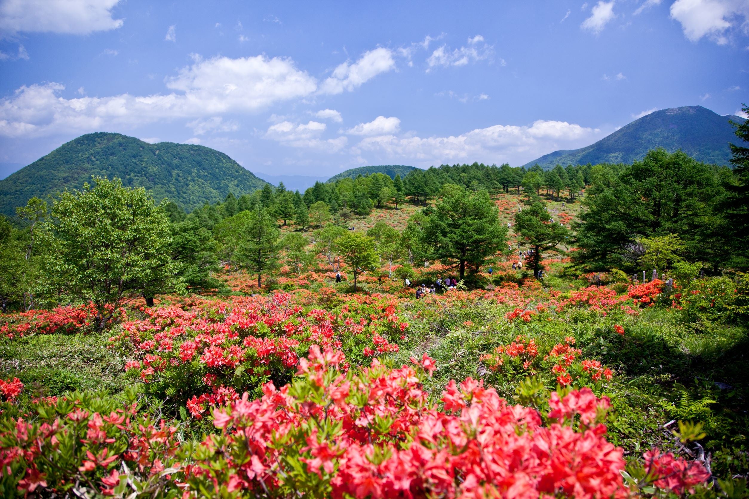 山肌を朱赤に染めあげるレンゲツツジと真っ青な湯の丸高原の空