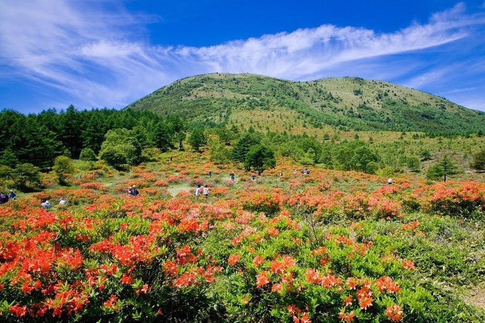 湯の丸山の中腹までを覆いつくす60万株のレンゲツツジ