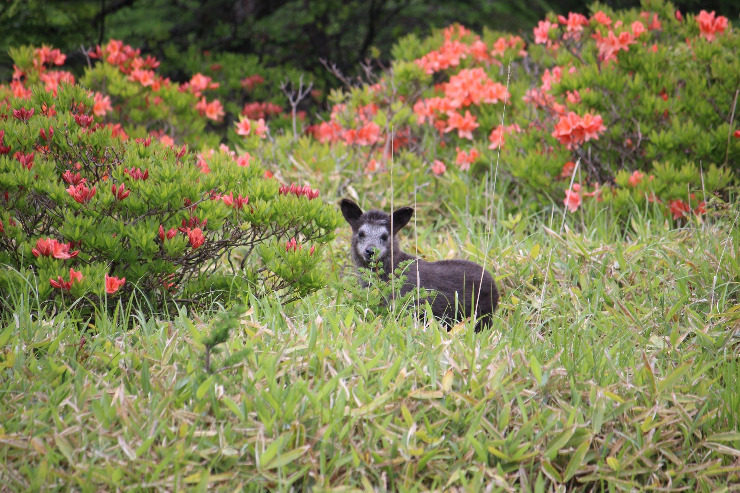 運が良ければカモシカ（赤ちゃん）に出会えるかもしれません！