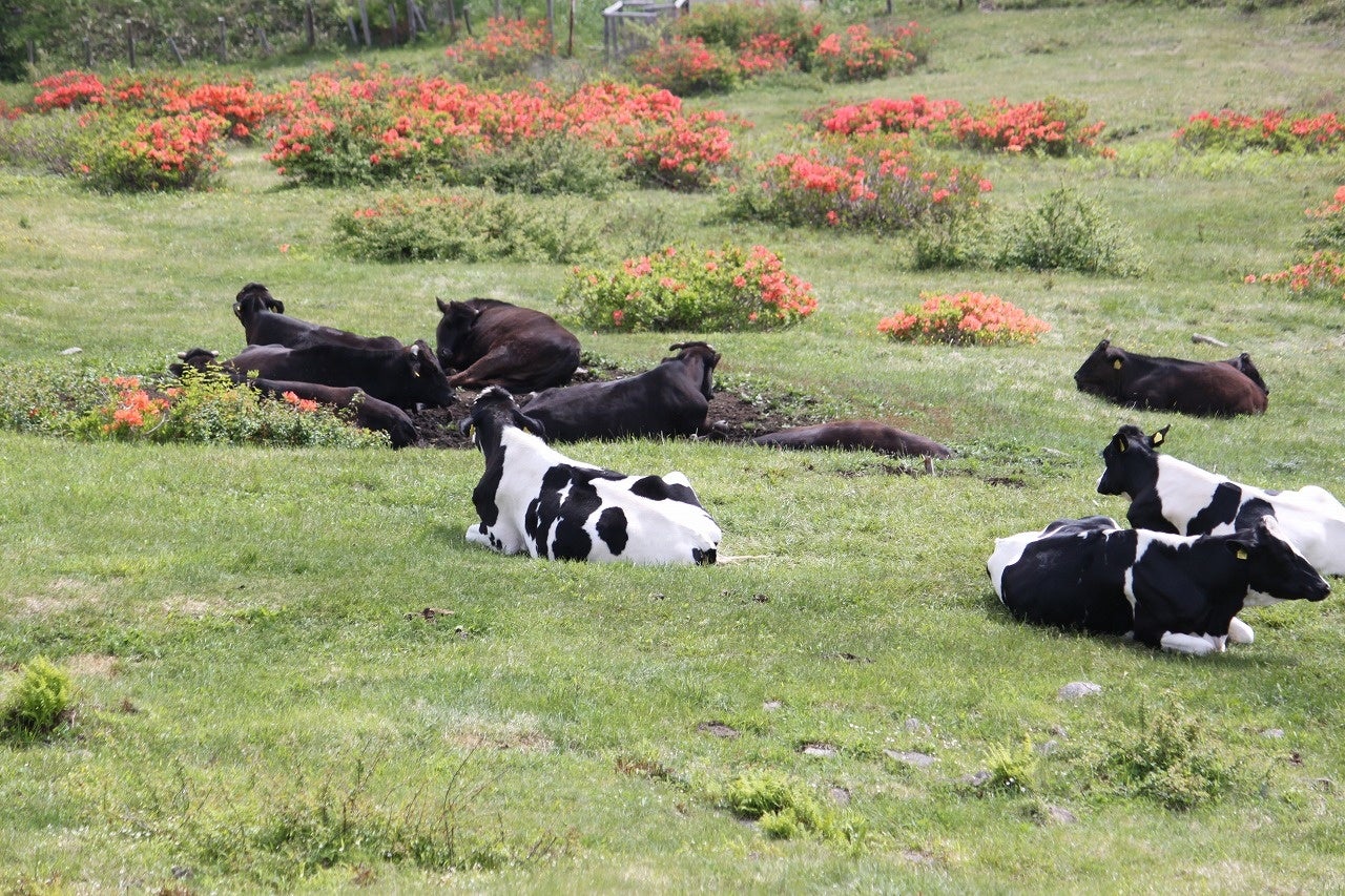 レンゲツツジの横をのんびり歩く牛の姿は、湯の丸高原ならではの風景です