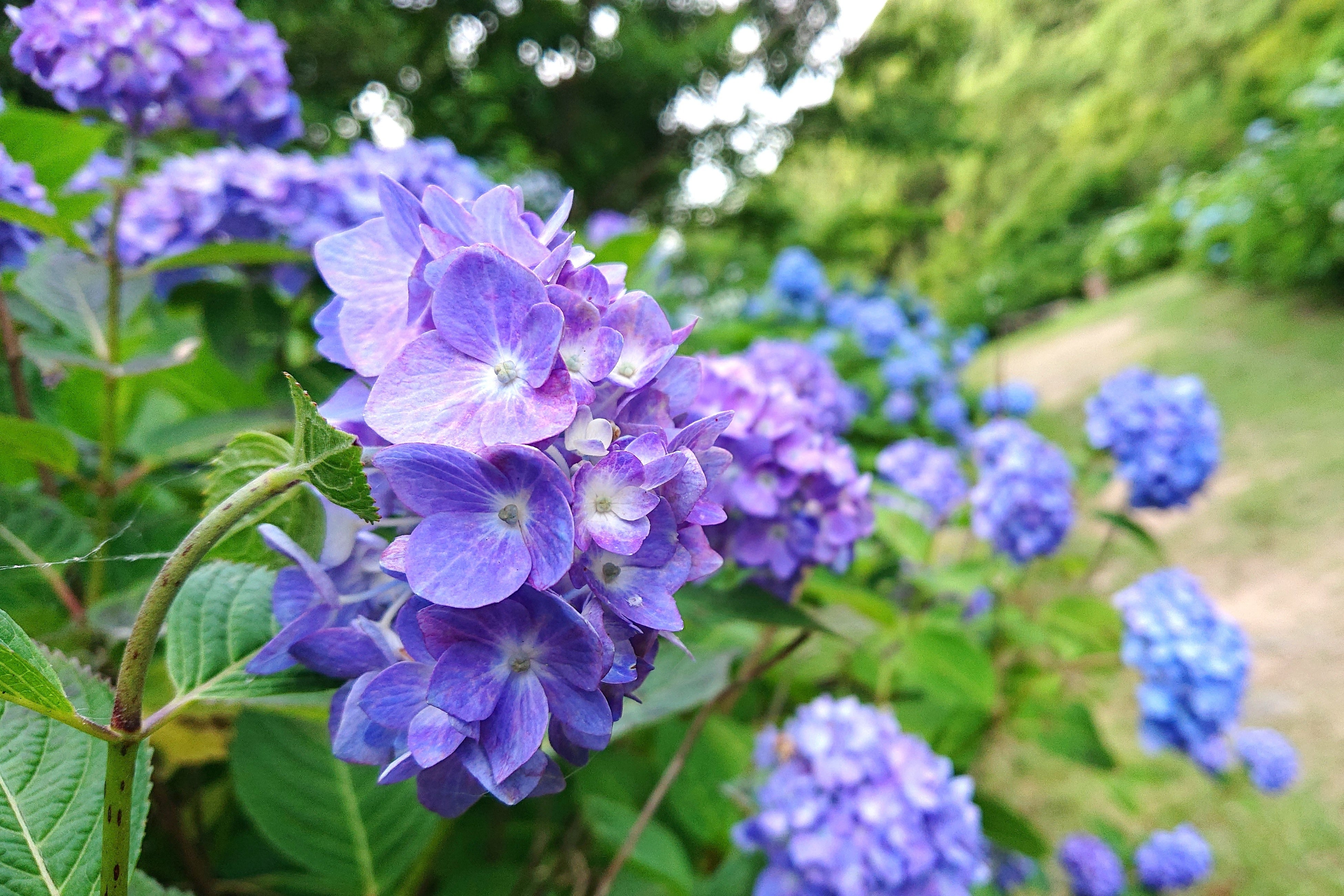 彩り豊かなあじさい