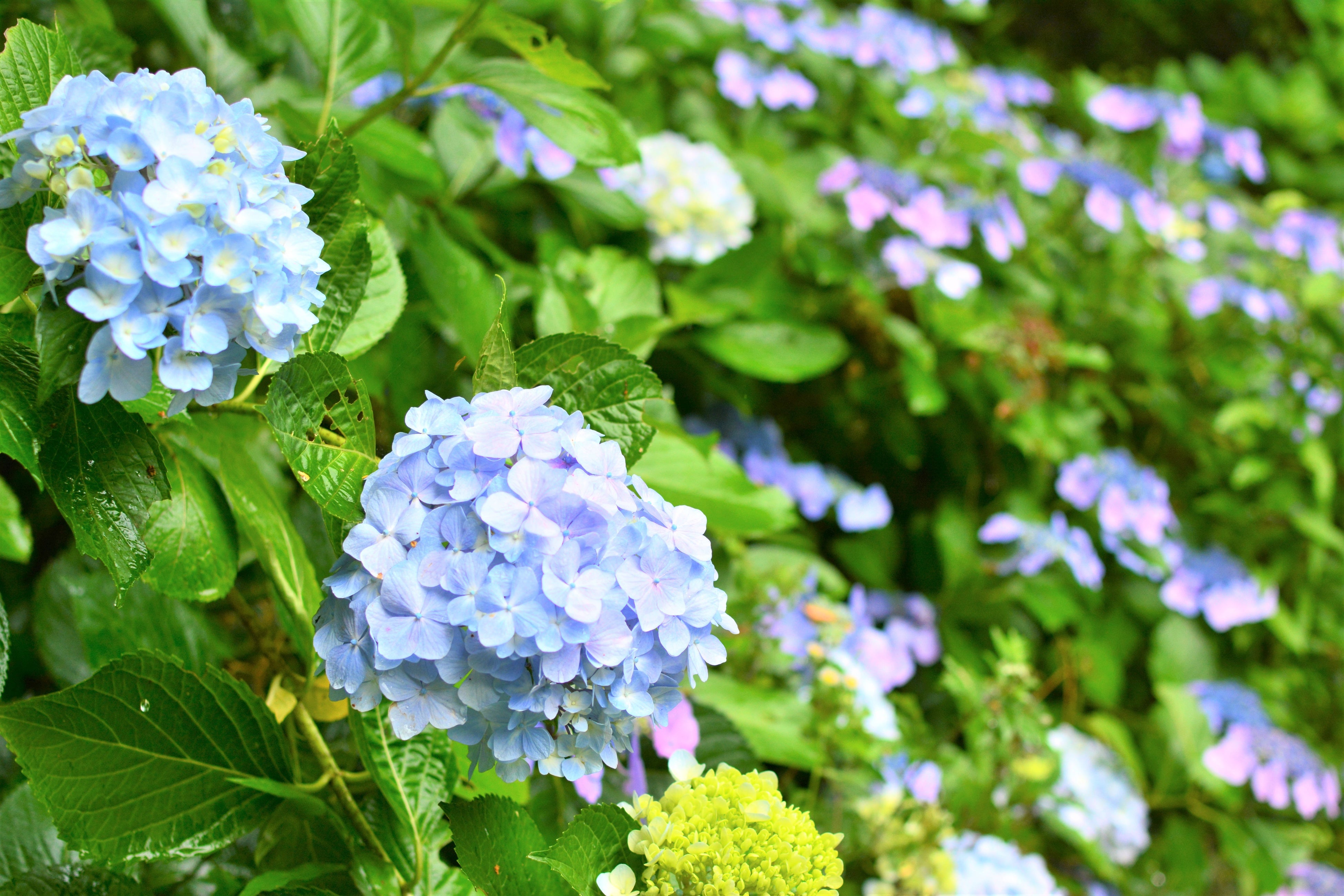 和歌山市森林公園のあじさい