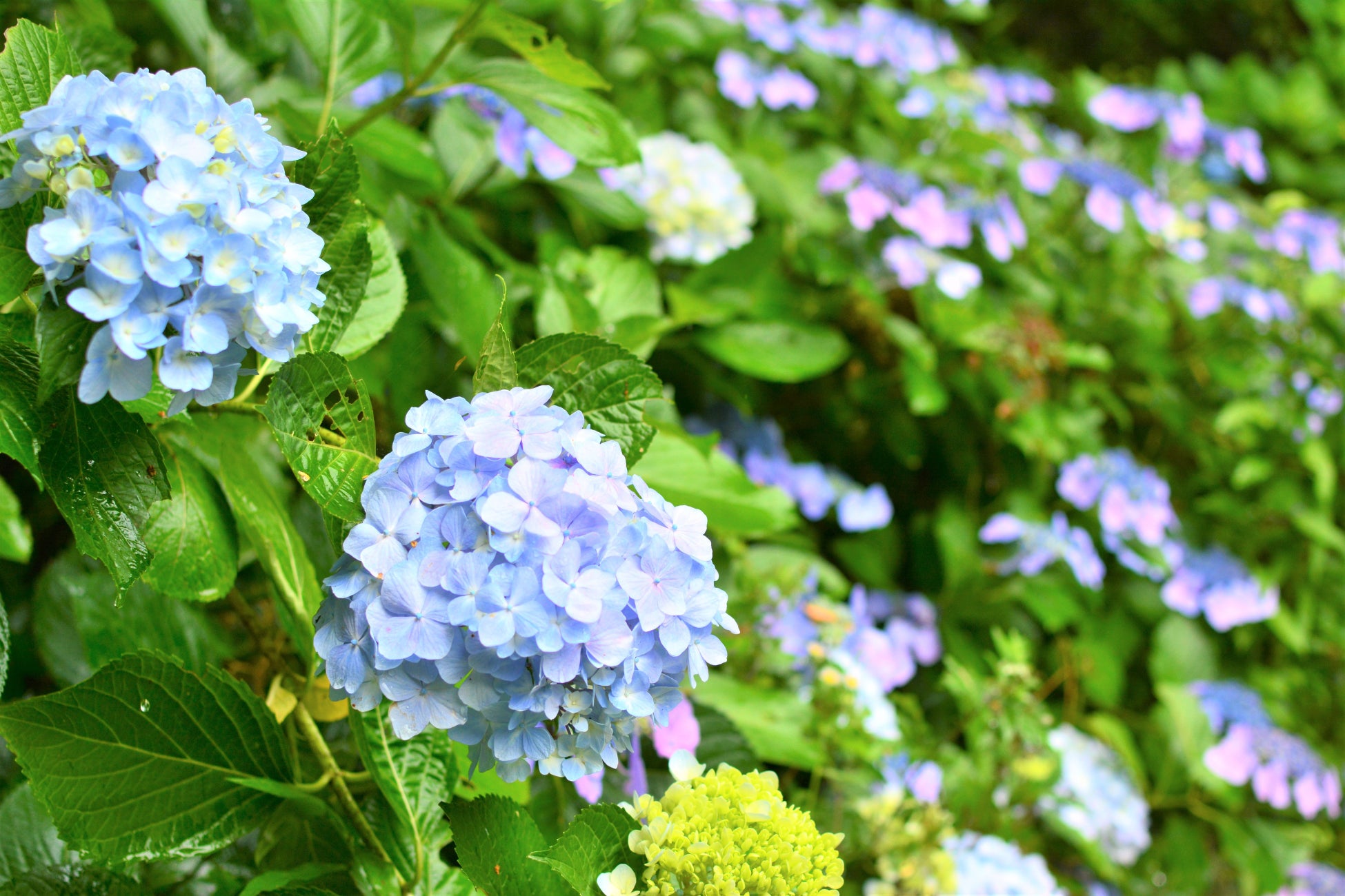 和歌山市森林公園のあじさい
