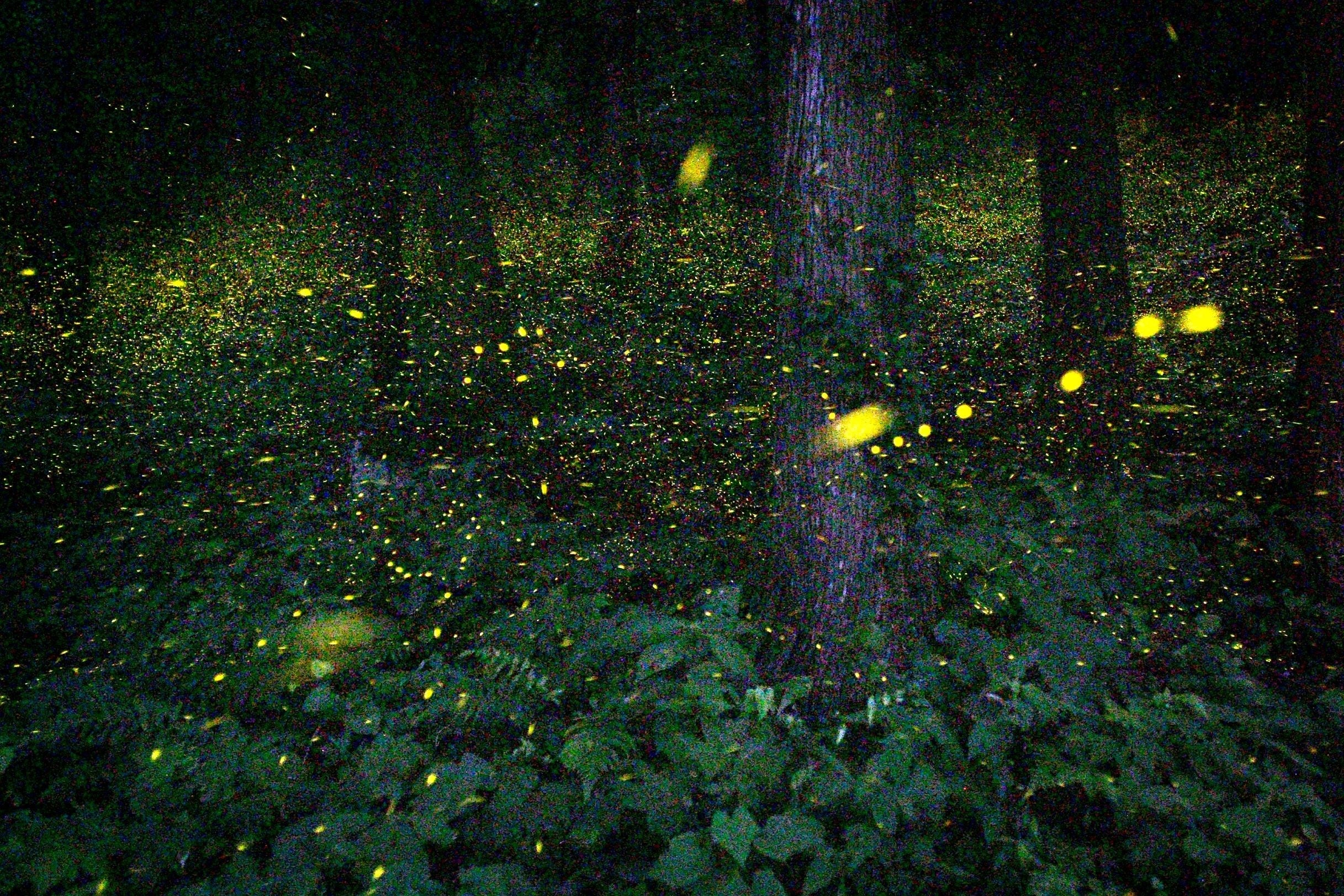 草の木、ホタルにて 広島県帝釈峡の森に生息する希少な「金ボタル」 休暇村帝釈峡では、息