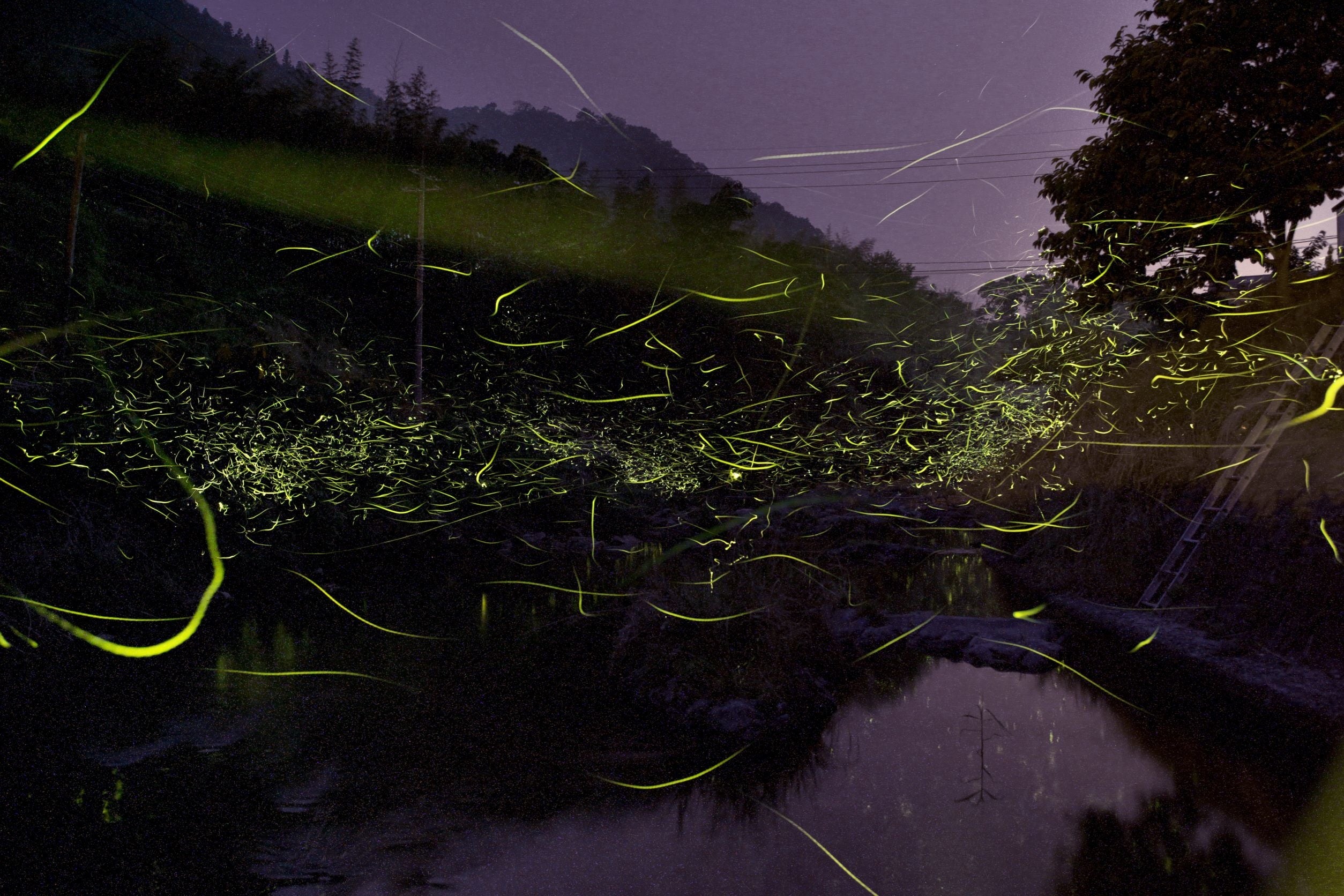 ゲンジボタルの光は点滅間隔が長く強く優雅な印象